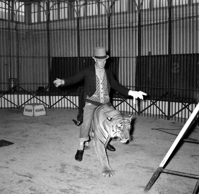 Framed Print : Alex Kerr and tiger Khan Man straddling big cat December 1957 Framed Print : Alex Kerr and tiger Khan Man straddling big cat December 1957