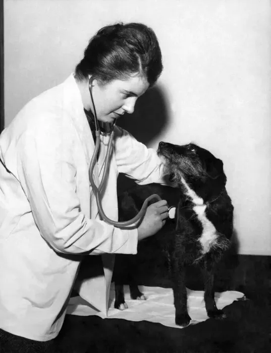 Framed Print : Alexandras A Model Patient: Meet eight-year-old Alexandra the Mongrel - Britain Framed Print : Alexandras A Model Patient: Meet eight-year-old Alexandra the Mongrel - Britain