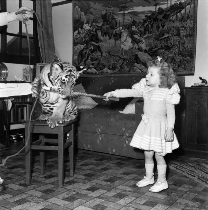 Framed Print : Alexis Kerr with tiger cub. Decemeber 1952 C6025-001 Framed Print : Alexis Kerr with tiger cub. Decemeber 1952 C6025-001