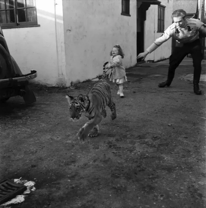 Framed Print : Alexis Kerr with tiger cub. Decemeber 1952 C6025-002 Framed Print : Alexis Kerr with tiger cub. Decemeber 1952 C6025-002