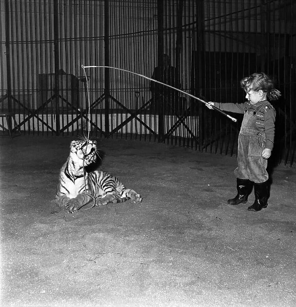 Alexis Kerr with tiger cub. Decemeber 1952 C6025