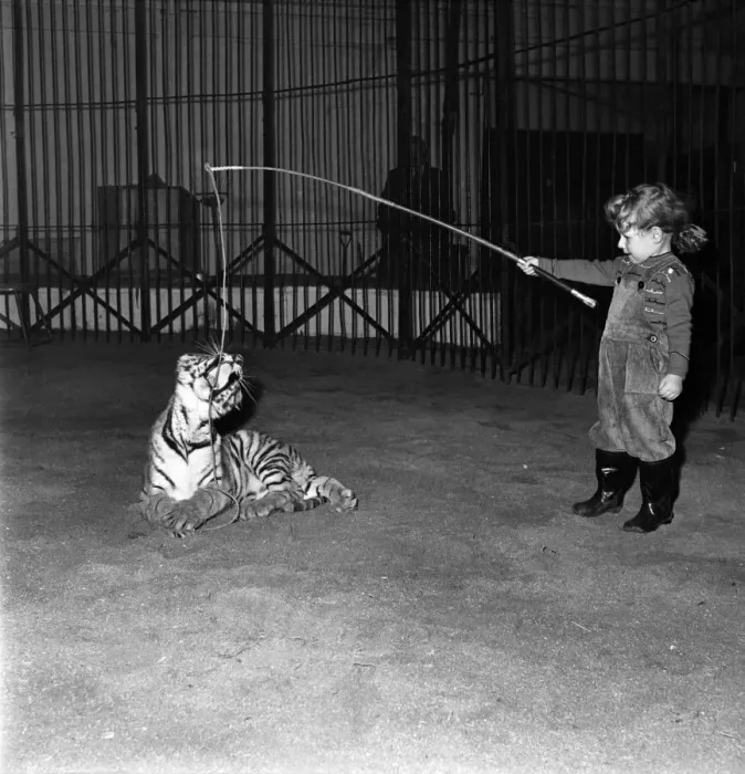Framed Print : Alexis Kerr with tiger cub. Decemeber 1952 C6025 Framed Print : Alexis Kerr with tiger cub. Decemeber 1952 C6025