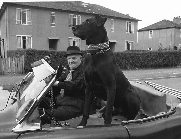 Alf McCormac with his Great Dane Flannigan in the sports car he bought specially for his