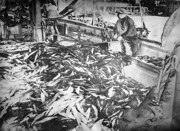 Alfieri. Fishing nets being emptied. Solarisation