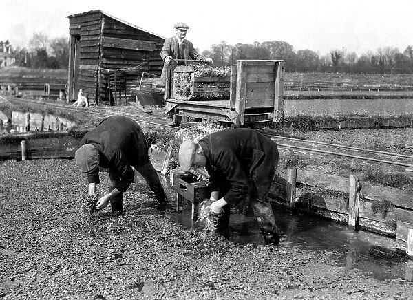 Alfieri. Gathering watercress at Leatherhead. March 22nd 1934