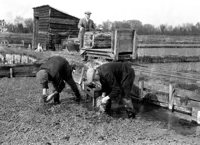 Framed Print : Alfieri. Gathering watercress at Leatherhead. March 22nd 1934 Framed Print : Alfieri. Gathering watercress at Leatherhead. March 22nd 1934