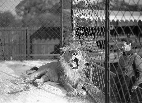 Alfieri. Lion at Chessington Zoo. 14th November 1933