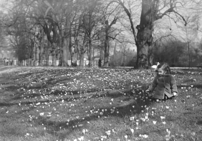 Framed Print : Alfieri. Young Girl and Flowers. October 8th 1933 Framed Print : Alfieri. Young Girl and Flowers. October 8th 1933