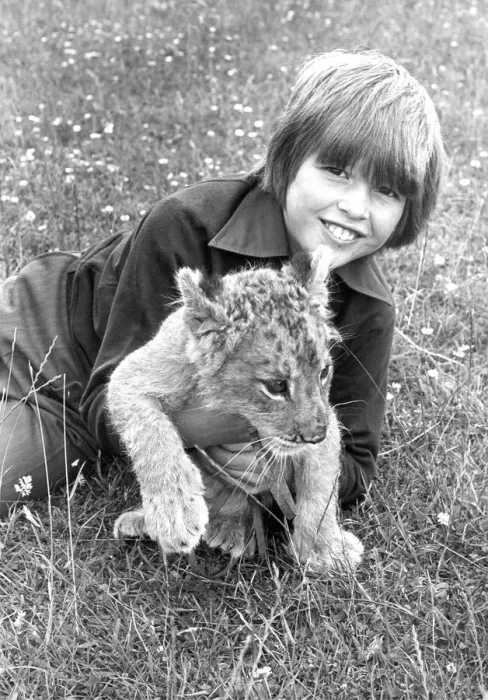 Framed Print : Not all big cats are fearsome as this boy found out with 12 week old lion cub Khan in Framed Print : Not all big cats are fearsome as this boy found out with 12 week old lion cub Khan in
