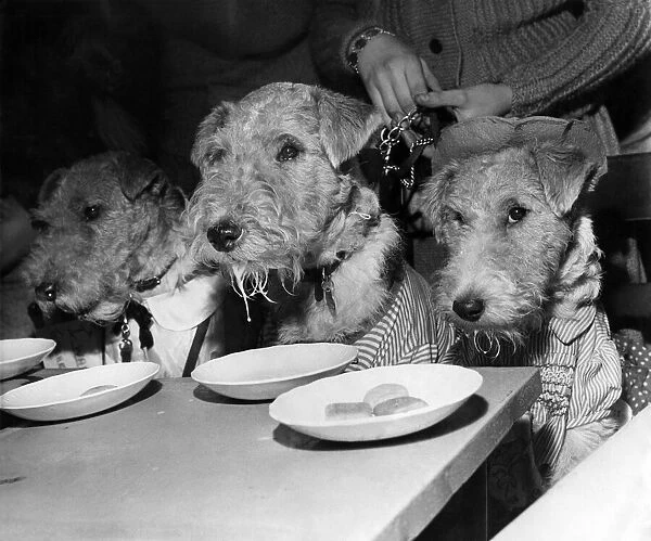 All the fun of the party, the pups tuck in whilst they can. December 1958 P007386