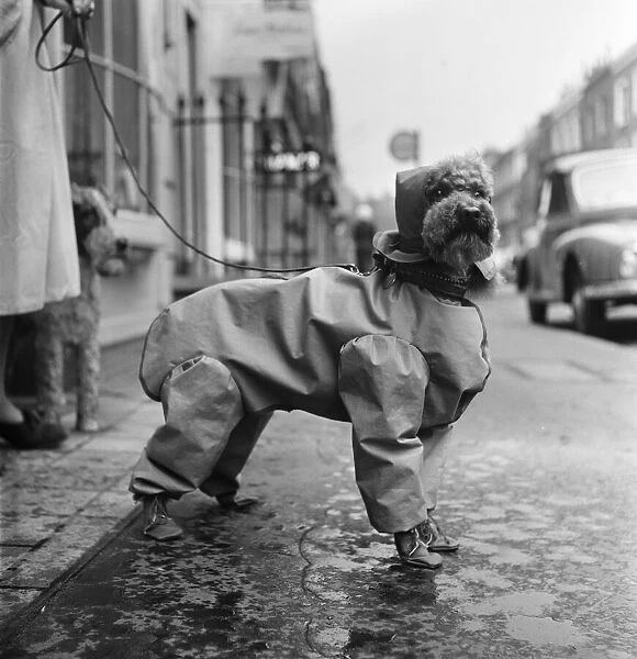 All set for a wet weekend. Latest fashion for dogs is this silk mackintosh suit with hat