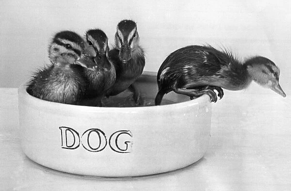 Not all of these two week old ducklings are enjoying their bath