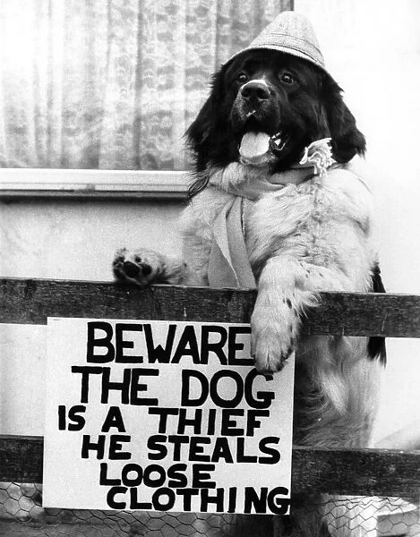 Allow me to take your coat sir! Beware... Joe the Dog. June 1989 P006054