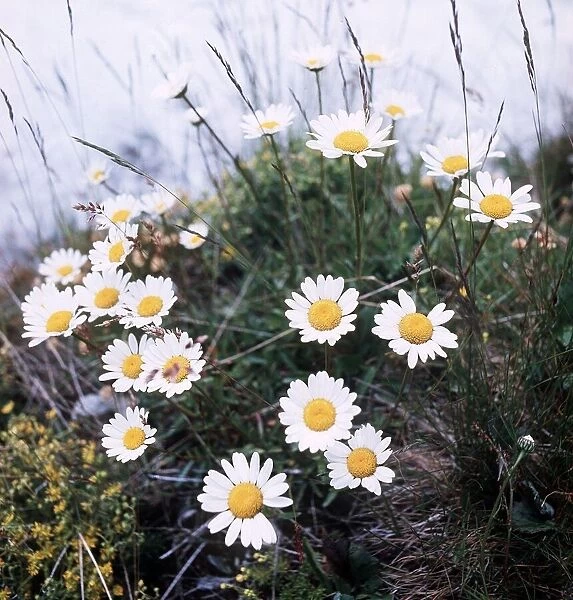 Alpine Flowers - August 1979