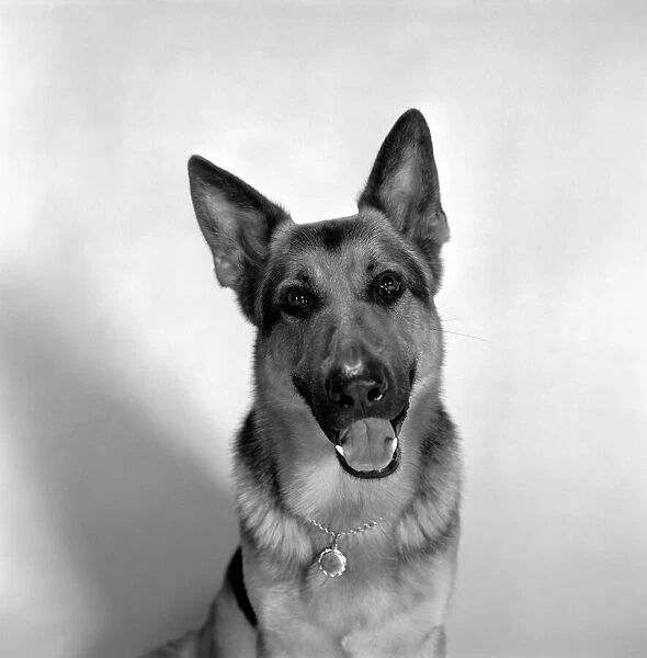 Alsatian dog actor Saxon. February 1975 S75-0718-002