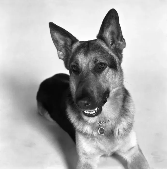 Framed Print : Alsatian dog actor Saxon. February 1975 S75-0718-001 Framed Print : Alsatian dog actor Saxon. February 1975 S75-0718-001
