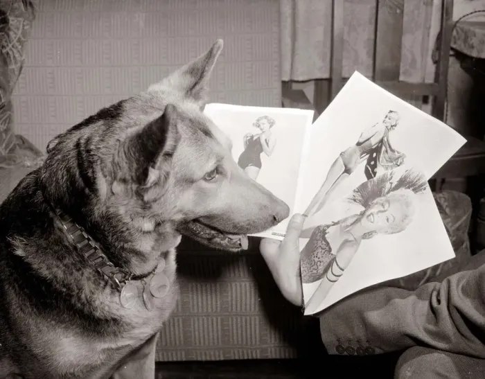 Framed Print : Alsatian dog Rita looking at photos and pictures of women as she judges a beauty