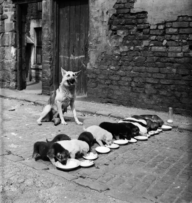 Framed Print : Alsatian Lassie with her litter of thirteen puppies all drinking from plates in