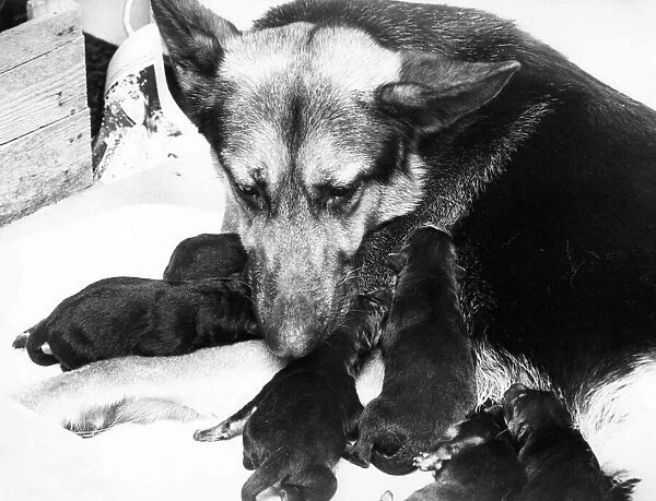 An Alsatian mum cares for her puppies Circa 1980