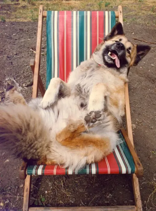 Framed Print : This Alsation dog is enjoying a sun bathing sesssion on his deckchair Framed Print : This Alsation dog is enjoying a sun bathing sesssion on his deckchair