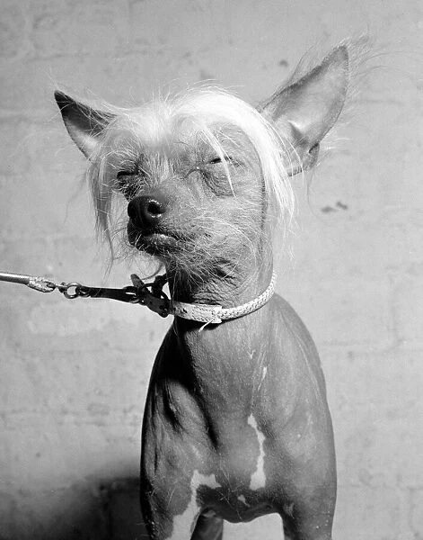 Alto is a Chinese Crested Bitch and is two years old. Owned by Ruth Harris of Stonehouse