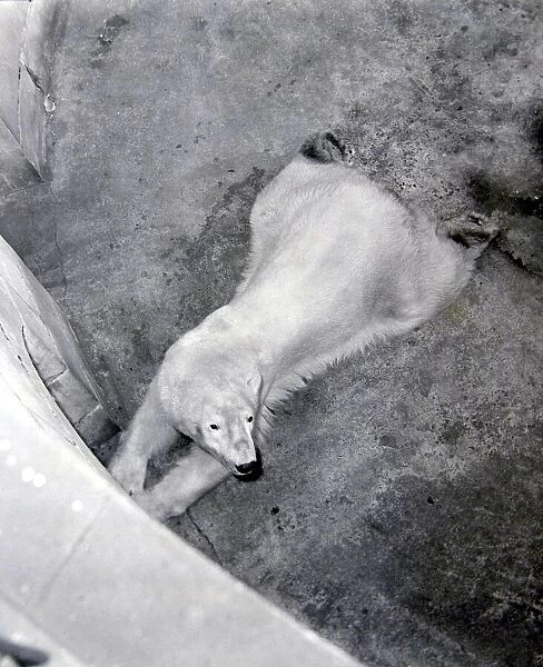 Aly, the Belle Vue polar bear lies close to the den of his wife at the Manchester zoo