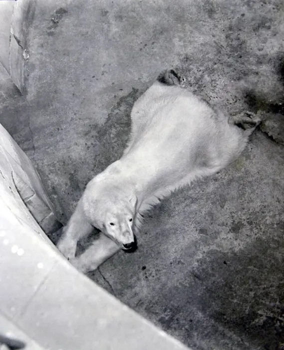 Framed Print : Aly, the Belle Vue polar bear lies close to the den of his wife at the Manchester zoo