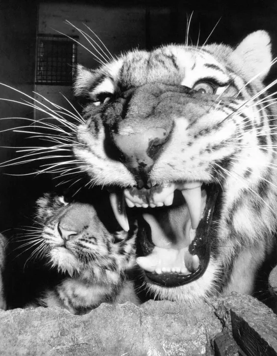 Framed Print : Amega the Tigress with her three month old cubs at Marwell Zoo became fearful for her