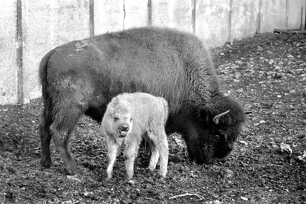 An American Bison calf born on 20th December, 1969 is on view in a paddock of the Old