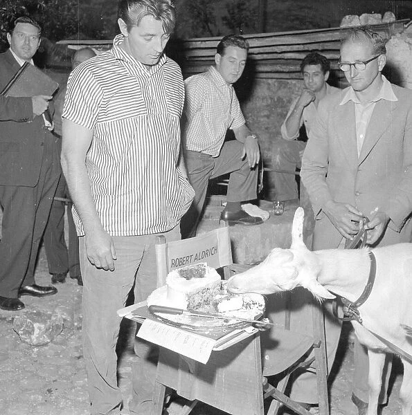 American film actor Robert Mitchum looks unimpressed as a goat eats his birthday cake