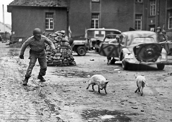 An American soldier of the 12th Army chasing a pig, in the city of Metz, Northern France