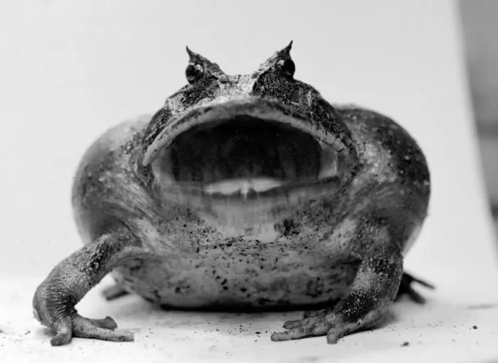 Framed Print : Amphibian Toad circa 1935 Framed Print : Amphibian Toad circa 1935