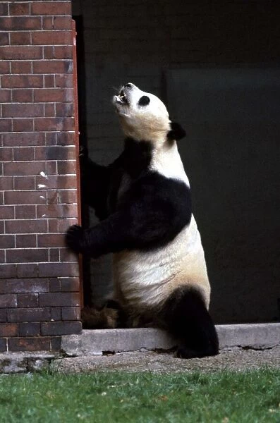 An-An at London Zoo panda bear September 1968 A©Mirrorpix