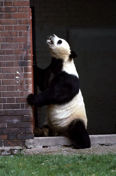 An-An the panda bear at London Zoo standing up against a wall September 1968