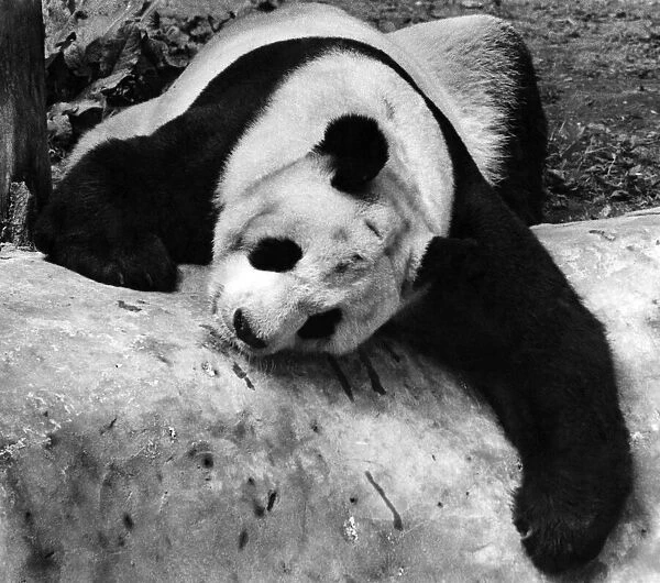 An-an the panda at Moscow Zoo May 1967 P007505