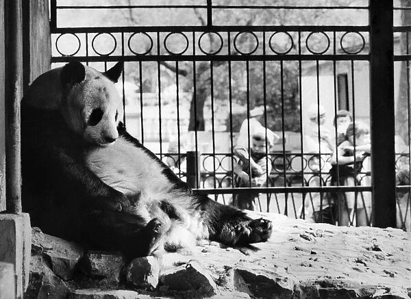 AN-AN, Russiaes giant male panda, sits disconsolately in his compound at Moscow Zoo
