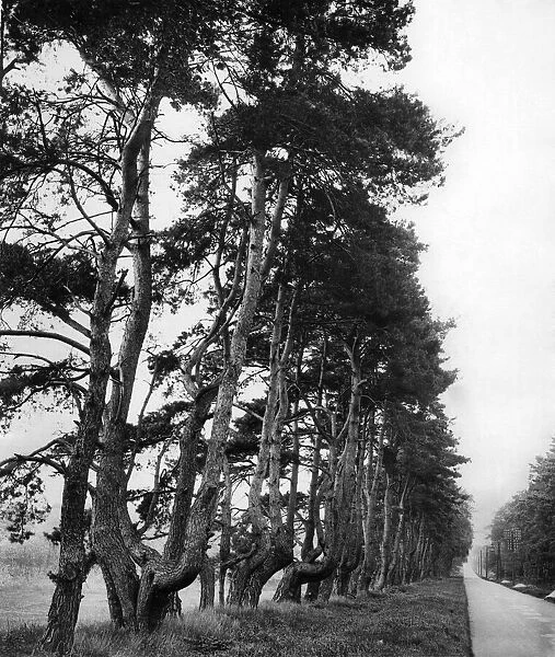 Ancient pines on Newmarket Thetford Road. May 1932 P009416