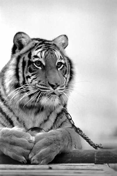 Animal: Big cats. Tiger. July 1981 81-00049-002