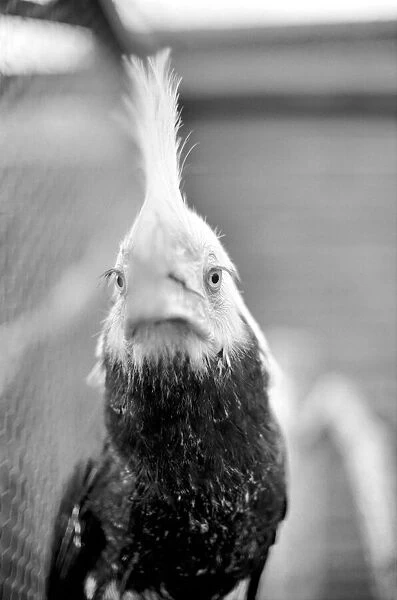 Animal: Bird: Humour: Unusual: nHumphreyi White Crested Hornbill