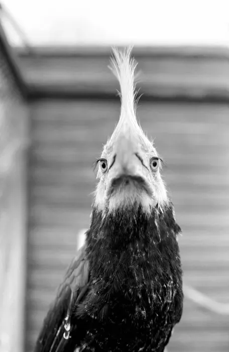 Framed Print : Animal: Bird: Humour: Unusual: nHumphreyi White Crested Hornbill Framed Print : Animal: Bird: Humour: Unusual: nHumphreyi White Crested Hornbill