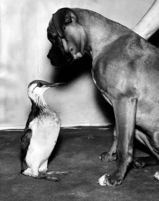 Framed Print : Animal Birds Guillemont December 1963 Gulley the Guillemont made friends with Tina Framed Print : Animal Birds Guillemont December 1963 Gulley the Guillemont made friends with Tina