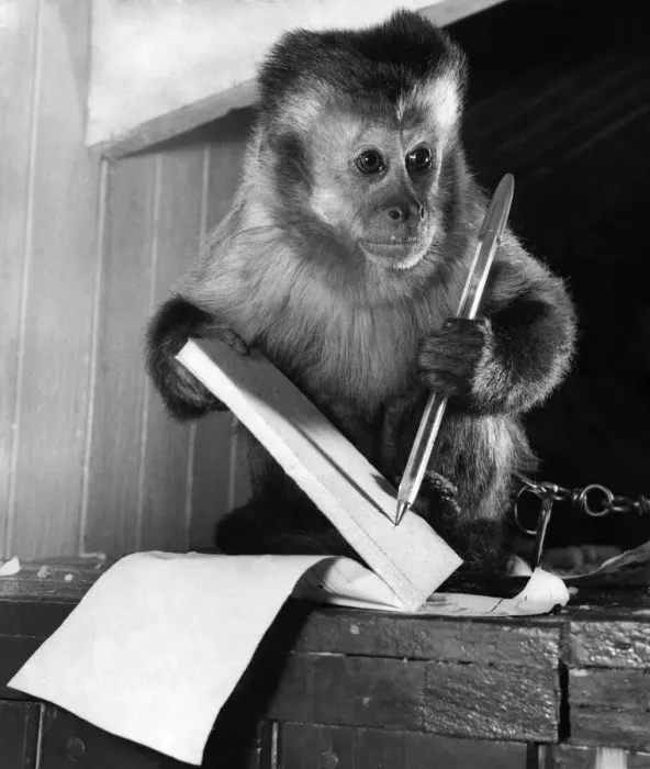 Framed Print : Animal care-Unusual pets. It is quite fair to keep pets like this monkey if you have Framed Print : Animal care-Unusual pets. It is quite fair to keep pets like this monkey if you have