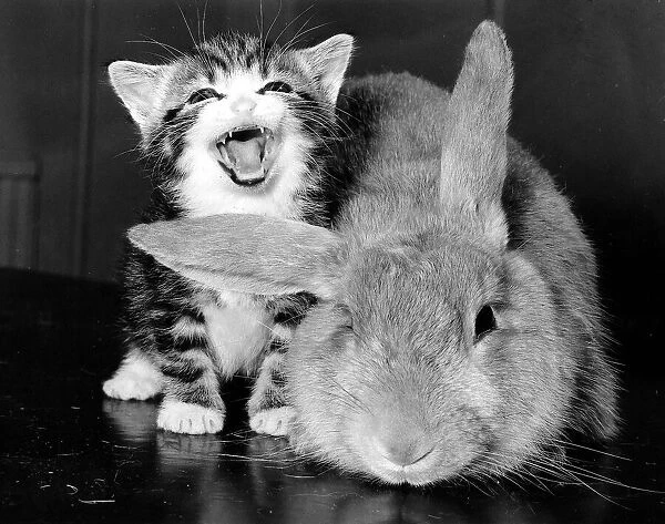 Animal Cat and Rabbit December 1984 A laughing cat and a puzzled rabbit