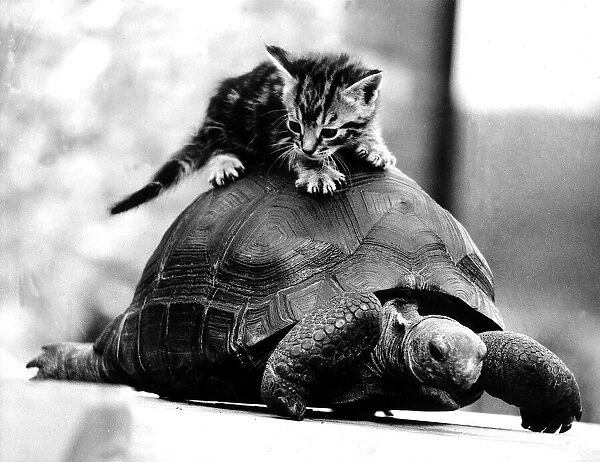 Animal cat and tortoise December 1984