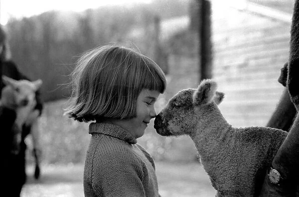 Animal  /  cute  /  child. Little girl and lambs. December 1975 75-06826-001
