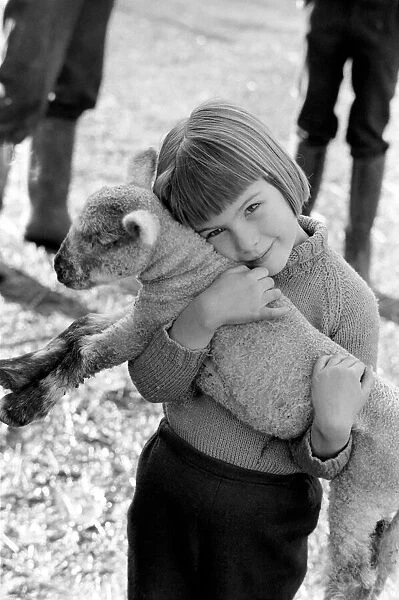 Animal  /  cute  /  child. Little girl and lambs. December 1975 75-06826-005