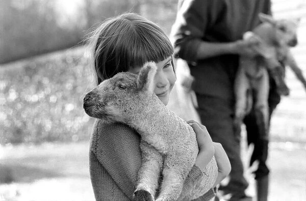 Animal  /  cute  /  child. Little girl and lambs. December 1975 75-06826-003