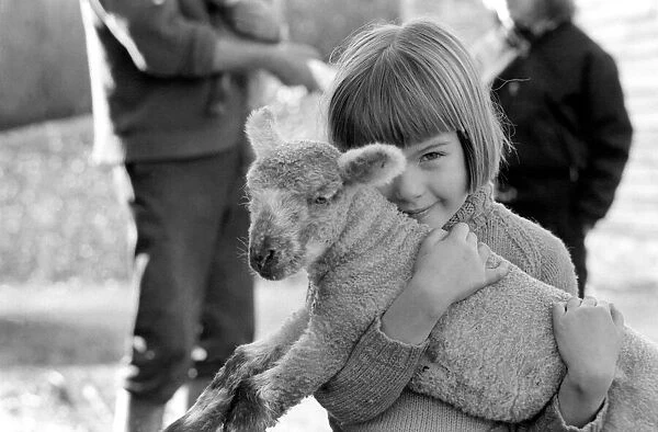 Animal  /  cute  /  child. Little girl and lambs. December 1975 75-06826-004