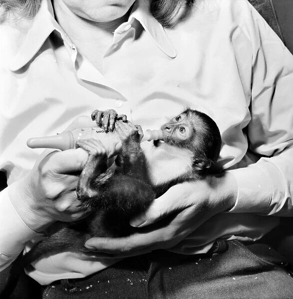 Animal: Cute. Galan the baby monkey. March 1975 75-01477-001