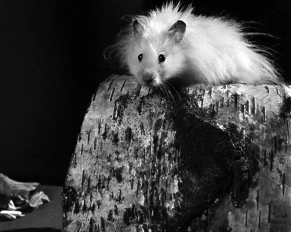 Animal: Cute: Long Haired Hamster. March 1975 75-01568-002